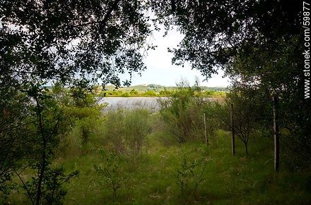Vista a la laguna entre la vegetación - Punta del Este y balnearios cercanos - URUGUAY. Foto No. 59877