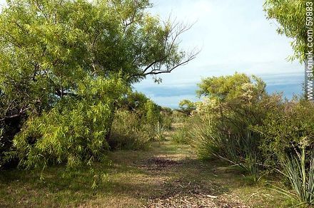Path on a peninsula of the Laguna del Sauce - Punta del Este and its near resorts - URUGUAY. Photo #59883