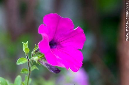 Petunia color fucsia - Flora - IMÁGENES VARIAS. Foto No. 59918