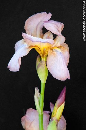 Lila Iris - Flora - MORE IMAGES. Photo #59984