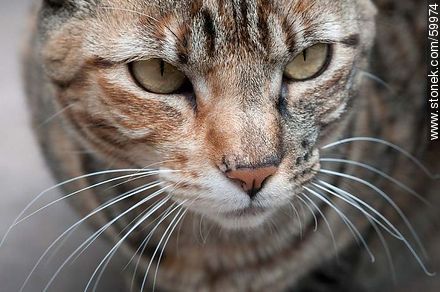 Tabby cat - Fauna - MORE IMAGES. Photo #59974