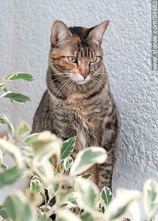 Tabby cat - Fauna - MORE IMAGES. Photo #59980
