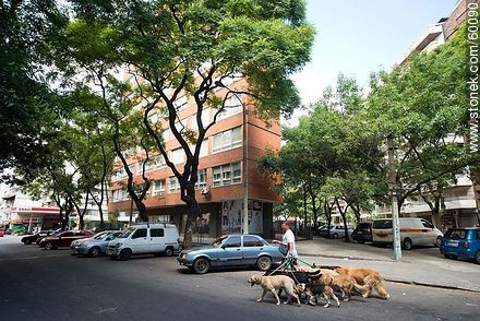 Paseador de perros cruzando la calle Lázaro Gadea - Departamento de Montevideo - URUGUAY. Foto No. 60090