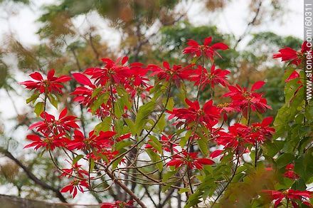 Hojas rojas de la Estrella Federal - Flora - IMÁGENES VARIAS. Foto No. 60311
