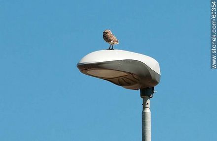 Mochuelo sobre una lámpara del alumbrado público - Fauna - IMÁGENES VARIAS. Foto No. 60354