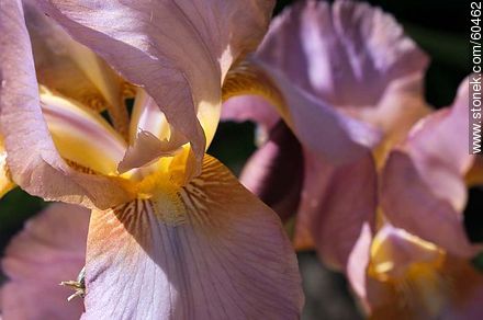 Iris barbata - Flora - MORE IMAGES. Photo #60462