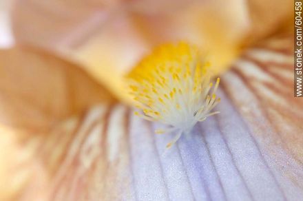Iris barbata - Flora - MORE IMAGES. Photo #60458