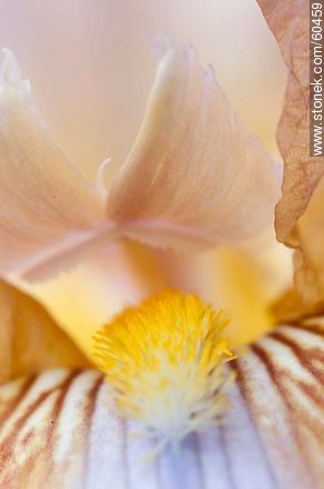 Iris barbata - Flora - MORE IMAGES. Photo #60459