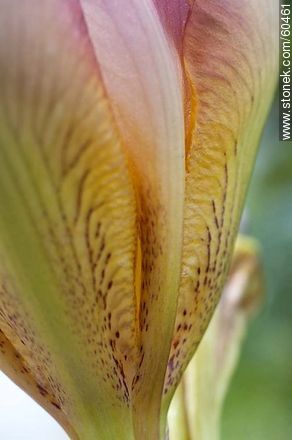 Iris barbata - Flora - IMÁGENES VARIAS. Foto No. 60461