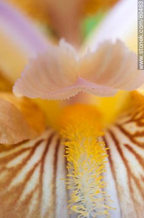 Iris barbata - Flora - MORE IMAGES. Photo #60463