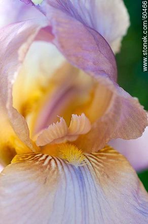 Iris barbata - Flora - MORE IMAGES. Photo #60466