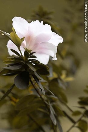 Azalea doble rosada en flor - Stonek Fotografía - Foto No. 60468