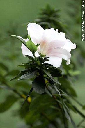 Azalea doble rosada en flor - Stonek Fotografía - Foto No. 60469