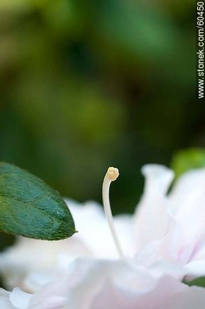 Azalea doble rosada en flor - Stonek Fotografía - Foto No. 60450