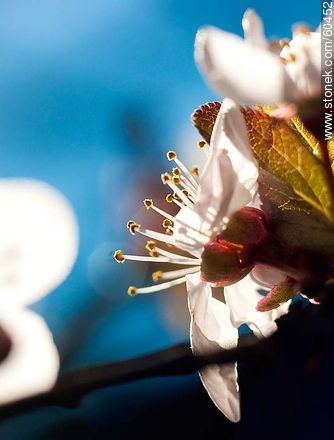 Plum Flower - Flora - MORE IMAGES. Photo #60452