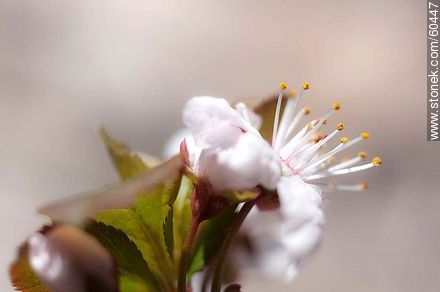 Plum Blossom - Flora - MORE IMAGES. Photo #60447