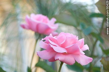 Rosa rosada - Flora - IMÁGENES VARIAS. Foto No. 60429