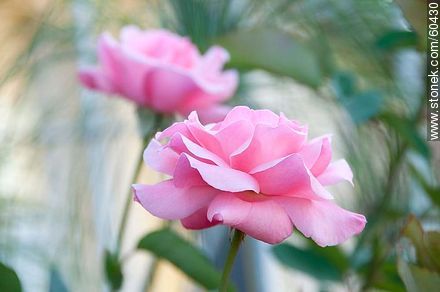 Rosa rosada - Flora - IMÁGENES VARIAS. Foto No. 60430