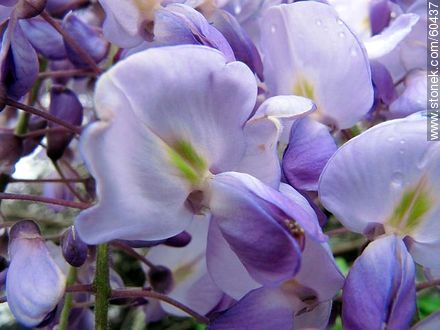 Glycine flower - Flora - MORE IMAGES. Photo #60437