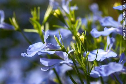 Light blue Lobelia - Flora - MORE IMAGES. Photo #60487