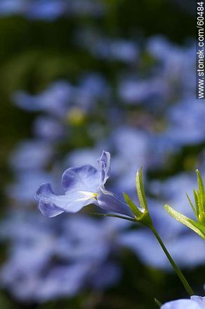 Light blue Lobelia - Flora - MORE IMAGES. Photo #60484