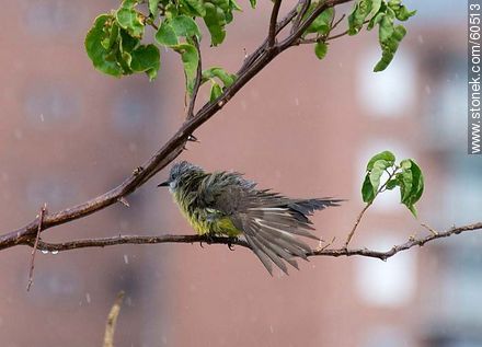 Great Kiskadee getting wet in the rain - Fauna - MORE IMAGES. Photo #60513