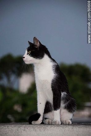 Black and white cat - Fauna - MORE IMAGES. Photo #60608