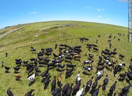 Foto aérea de ganado lechero pastando en el campo floridense -  - URUGUAY. Foto No. 61575