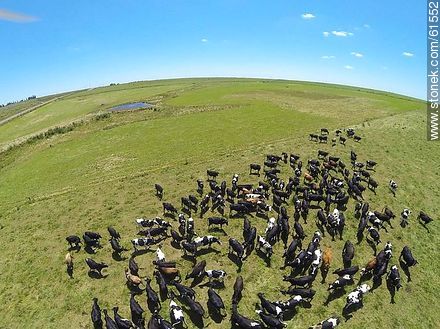 Aerial photo of dairy cattle grazing in the Floridian field - Department of Florida - URUGUAY. Photo #61552