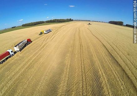 Trucks load of wheat crop - Durazno - URUGUAY. Photo #61624