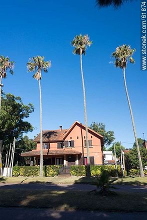 Tall palm trees on the Rambla - Department of Canelones - URUGUAY. Photo #61874