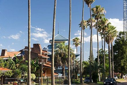 Tall palm trees on the Rambla - Department of Canelones - URUGUAY. Photo #61867