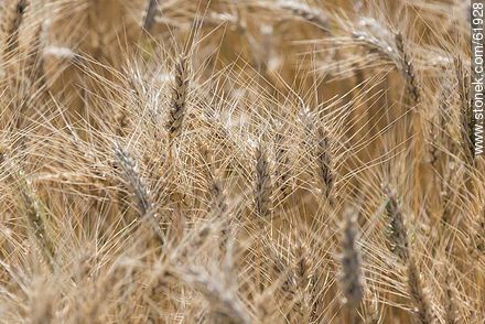 Ears of wheat ready to be harvested - Flora - MORE IMAGES. Photo #61928