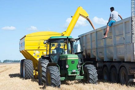 Trasegando granos recién cosechados a un camión - Departamento de Durazno - URUGUAY. Foto No. 61919