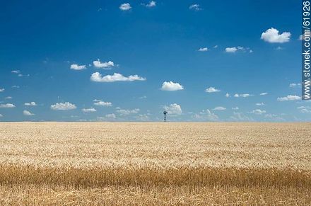 Wheat to be harvested, sky with cloud flakes and a windmill -  - URUGUAY. Photo #61926
