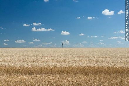 Trigal a medio cosechar con cielo con copos de nubes y molino - Departamento de Durazno - URUGUAY. Foto No. 61927