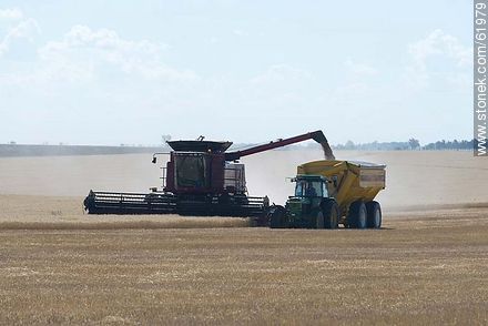 Massey Ferguson combine in a cornfield. Grain decant -  - MORE IMAGES. Photo #61979