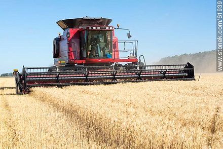 Massey Ferguson combine harvester on a wheat field -  - MORE IMAGES. Photo #61939