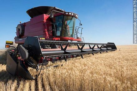 Massey Ferguson combine harvester on a wheat field -  - MORE IMAGES. Photo #61975