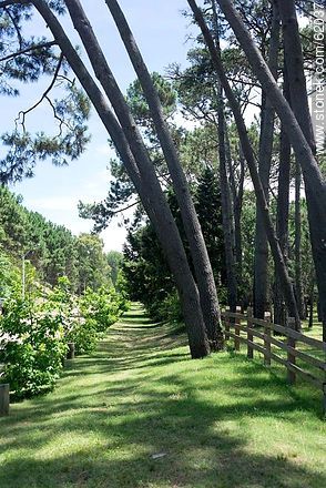 Sidewalk with lawn and wooded - Punta del Este and its near resorts - URUGUAY. Photo #62037