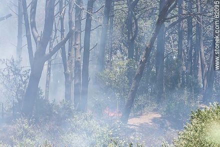 Fire at Rincón del Indio - Punta del Este and its near resorts - URUGUAY. Photo #62095