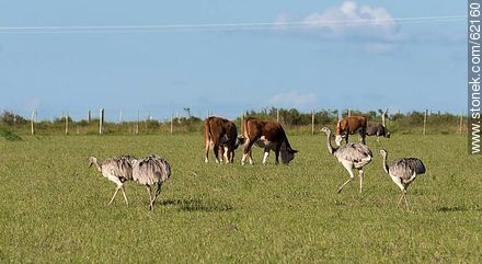 Ñandúes y vacas en el campo - Departamento de Durazno - URUGUAY. Foto No. 62160