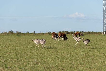 Rheas and cows in the field -  - URUGUAY. Photo #62159