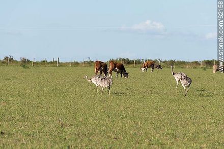Ñandúes y vacas en el campo - Departamento de Florida - URUGUAY. Foto No. 62158