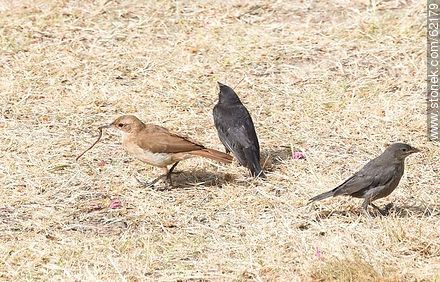 Cowbird chicks begging food for his surrogate father, in this case, a Rufous Hornero - Fauna - MORE IMAGES. Photo #62179