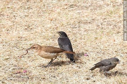 Cowbird chicks begging food for his surrogate father, in this case, a Rufous Hornero - Fauna - MORE IMAGES. Photo #62178