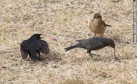 Cowbird chicks begging food for his surrogate father, in this case, a Rufous Hornero - Department of Maldonado - URUGUAY. Photo #62174