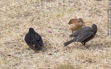 Cowbird chicks begging food for his surrogate father, in this case, a Rufous Hornero - Fauna - MORE IMAGES. Photo #62173