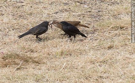 Cowbird chicks begging food for his surrogate father, in this case, a Rufous Hornero - Fauna - MORE IMAGES. Photo #62172