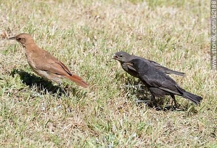 Cowbird chicks begging food for his surrogate father, in this case, a Rufous Hornero - Fauna - MORE IMAGES. Photo #62188